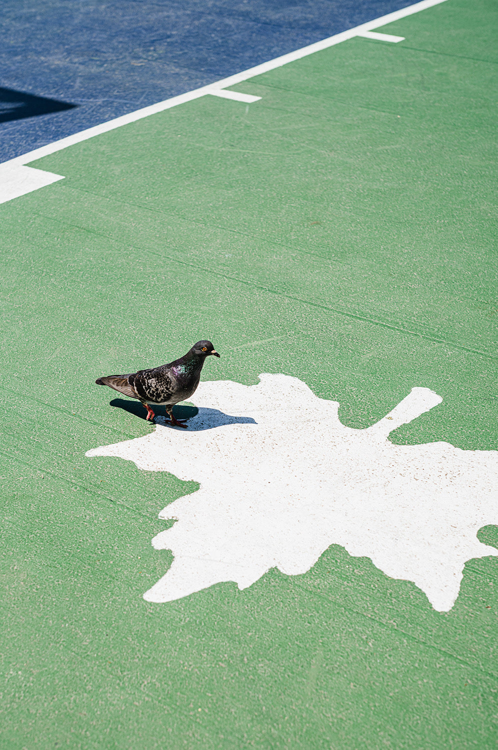 Playground Photo Tee -Pigeon- (vanilla white)