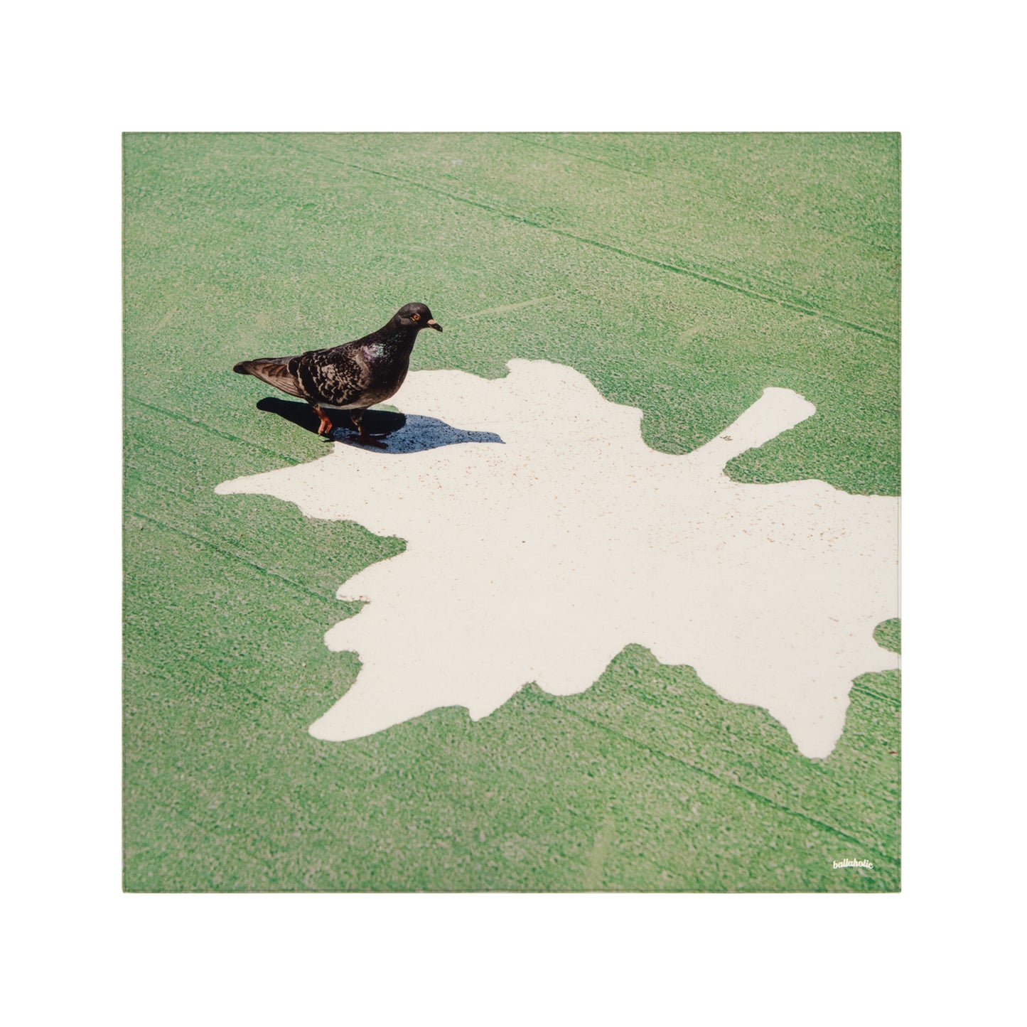 Photo Bandanna (Pigeon)